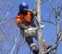 The Tree Company | Arborist Auckland logo